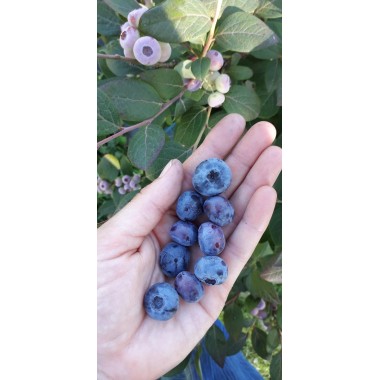 Tarrina 500g arándano...